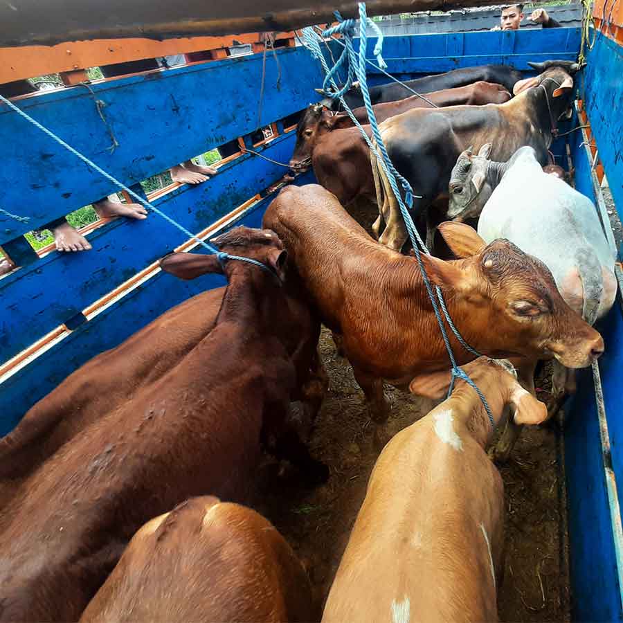 Sapi FH di kandang Alsada
