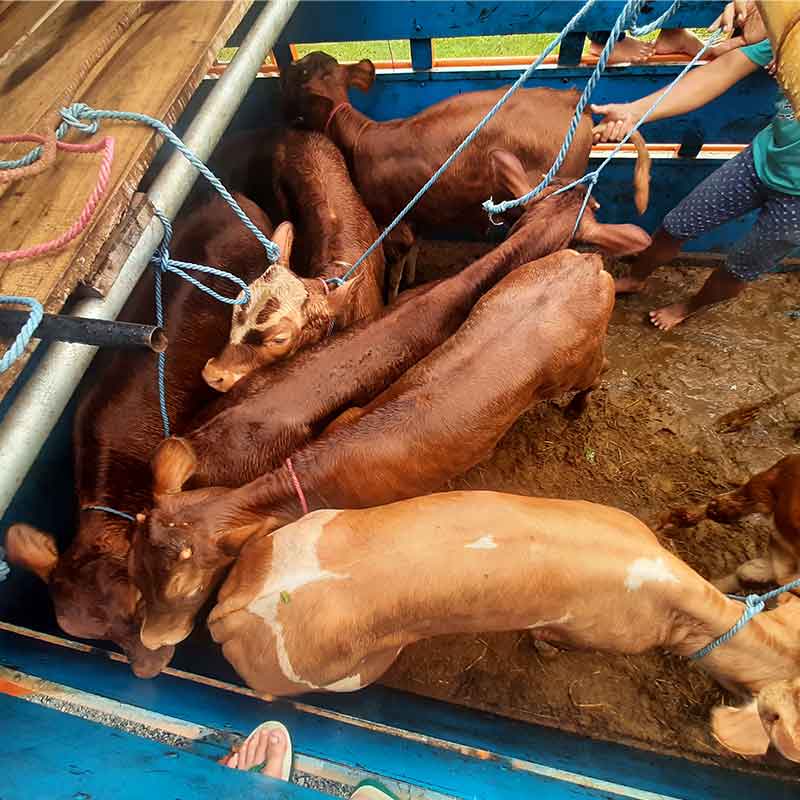 Sapi Bali yang disediakan oleh Alsada