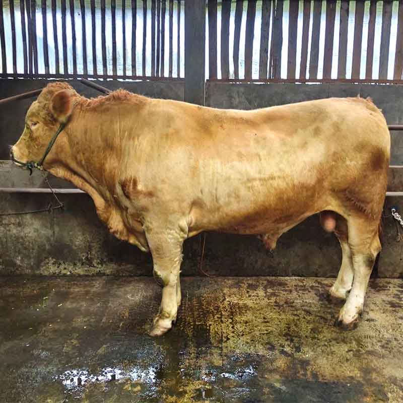 Penggemukan Sapi Pedaging